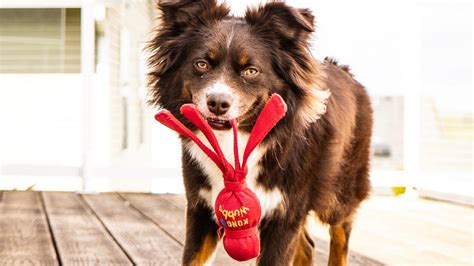 Are Dollar Tree Dog Toys From Safe? (The Truth...)