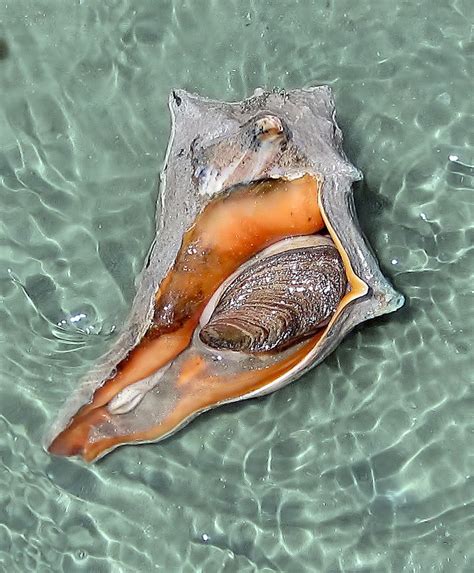 Knobbed Whelk from Cumberland Island, Georgia | Cumberland island, Sea shells, Underwater creatures