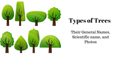 Different Types of Trees and their names - PrepArmy