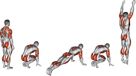 Quels sont les muscles sollicités par les burpees ? Le guide complet