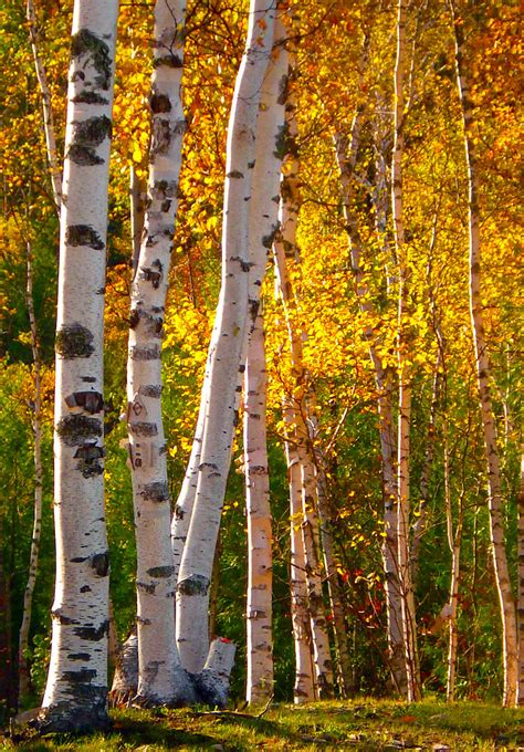 White Birch in fall | White Birch trees explode in color in … | Flickr