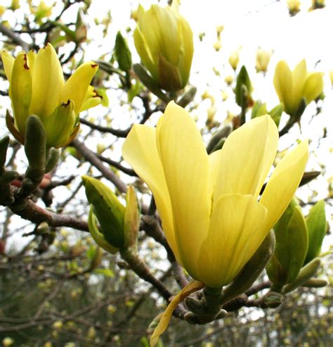 Butterflies Magnolia A new introduction of hardy yellow flowering Magnolia. Blooms later than ...