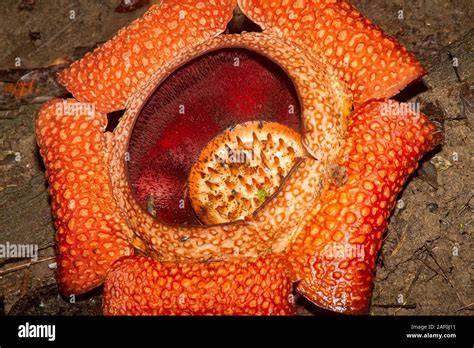 Rafflesia parasitic plant from Sabah Borneo Stock Photo - Alamy