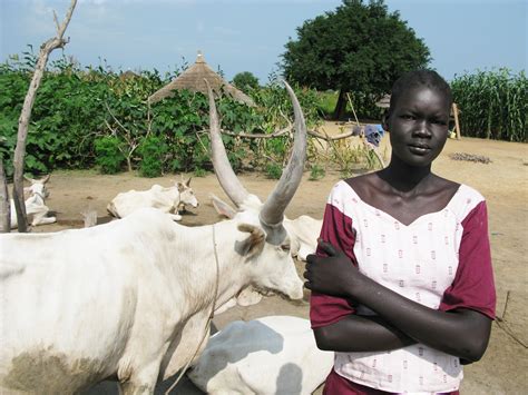 In South Sudan, Cows Are Cash And Source Of Friction | NCPR News