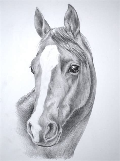 Realistic Horse Head Drawing at PaintingValley.com | Explore collection ...