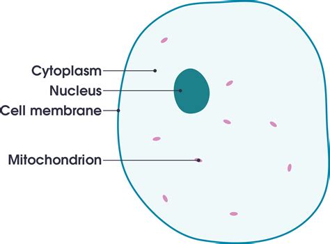 Animal Cell Diagram Not Labeled