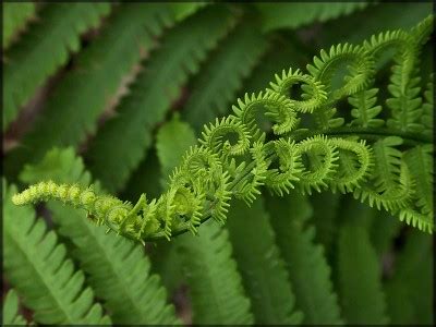 Fractal of the Week : Ferns! – The Art of Nature