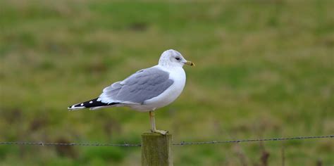 The Early Birder: Common Gull