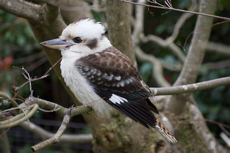 Laughing Kookaburra - The Australian Museum