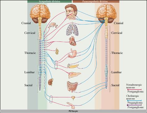 Structure of the Autonomic Nervous System | Boundless Anatomy and Physiology