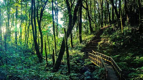 Calming music - Deep Sleep Music, rainforest sounds to help you sleep ...