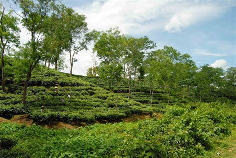 Tea Garden at Sylhet, Bangladesh Stock Image - Image of graden ...