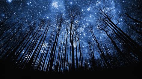 starry night, night, dark, starry, night sky, 1080P, stars, tree ...