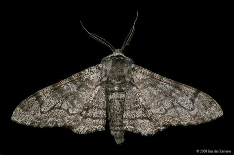 Pepper-and-Salt Geometer Moth (6640a - Biston betularia cognataria)