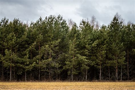 Free Picture for Your Blog: Coniferous Forest Pine Trees