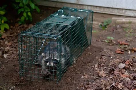 How to Trap A Raccoon? Best Bait and Raccoon Trapping Tips – Family ...