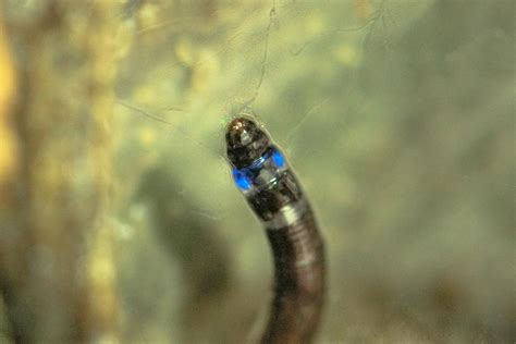 New Species of Fungus Gnat Lar [IMAGE] | EurekAlert! Science News Releases