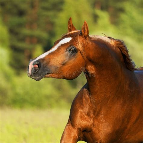 Chestnut arabian horse stock photo. Image of move, mammal - 16656314