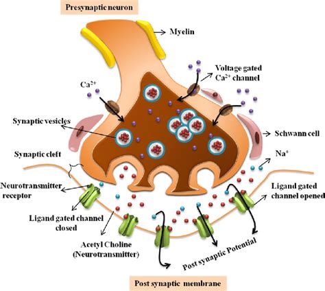 Motor Neuron Neurotransmitter