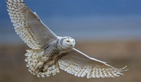 Learn About Visiting Snowy Owls - - The Adirondack Almanack