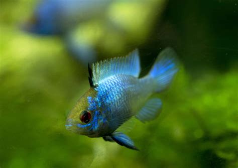 Electric Blue Acara (Aequidens pulcher) Care Guide - Aquariadise