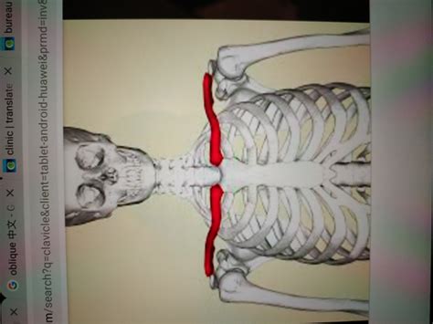 anatomy bone 2.0 Flashcards | Quizlet