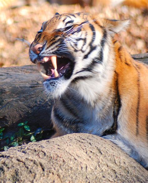 Fierce Tiger Photograph by Jeffery Harmon - Fine Art America