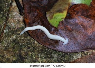 White Hammerhead Flatworm Land Planarian Bipalium Stock Photo 794705941 ...