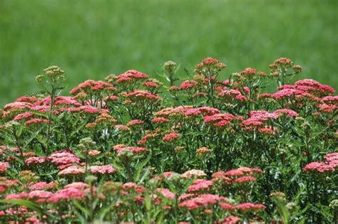 Yarrow Flowers: Planting, Growing, and Caring for Yarrows