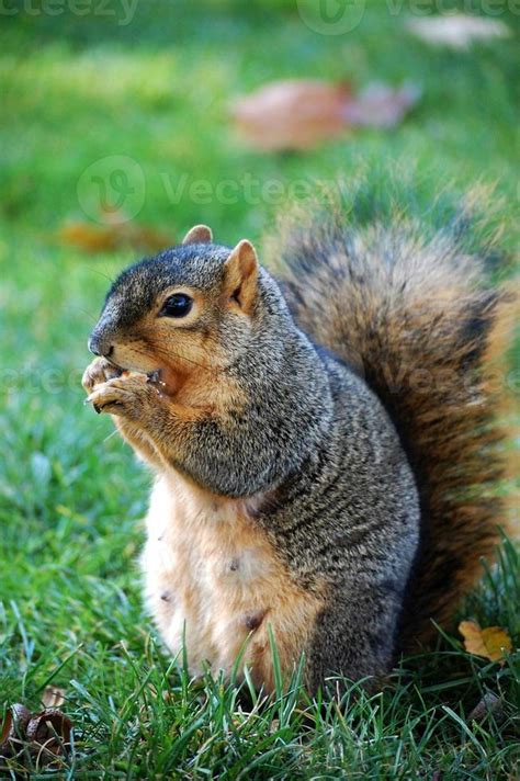 squirrel eating nut 755797 Stock Photo at Vecteezy