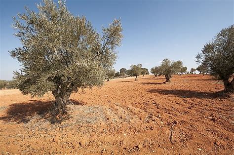 What Is Dryland Agriculture? - WorldAtlas.com