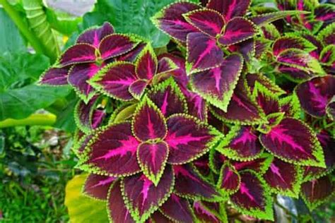 Is Coleus a Sun or Shade Plant? Full Sun Varieties | Gardenine