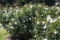 Rosa 'White Spray' - Wikimedia Commons