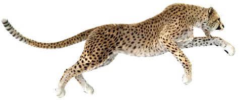 Cheetah Leopard Stock photography Royalty-free - cheetah png download ...