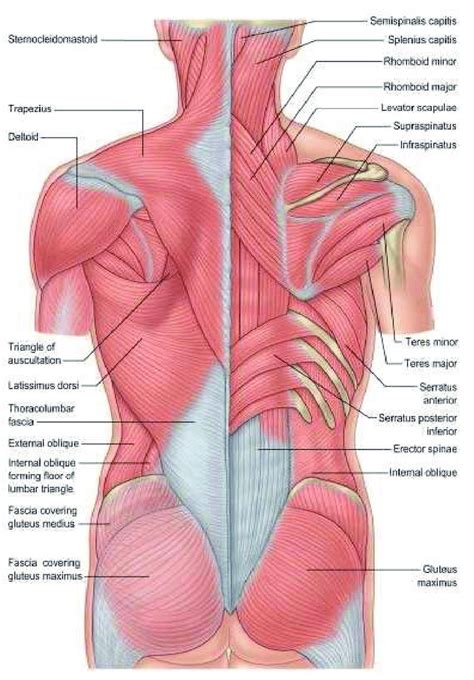 Lower Back Muscles Diagram