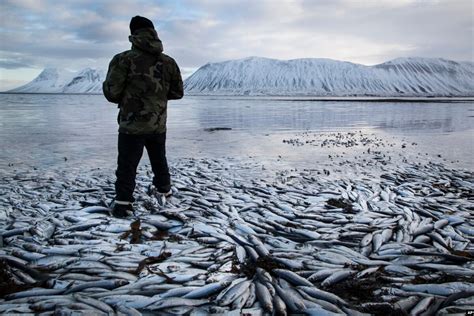 How Can a Smelly Fish Help You Avoid the Truth?