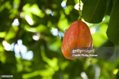 44 Ackee Fruit Stock Photos, High-Res Pictures, and Images - Getty Images