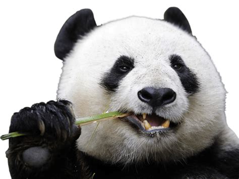 Panda Png Image Purepng Free Transparent Cc0 Png Image Library | Images and Photos finder