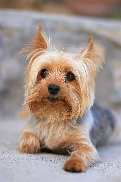 Adopt One of These Hypoallergenic Dogs for Endless Cuddles | Yorkie ...