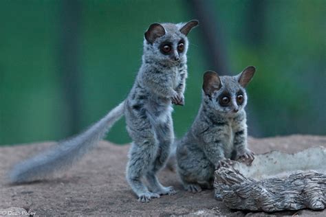 Download Bush Baby Animal Galago HD Wallpaper