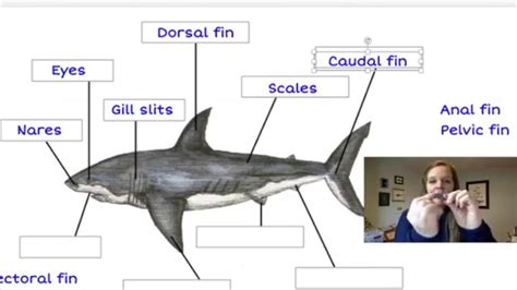 Baby Shark Anatomy