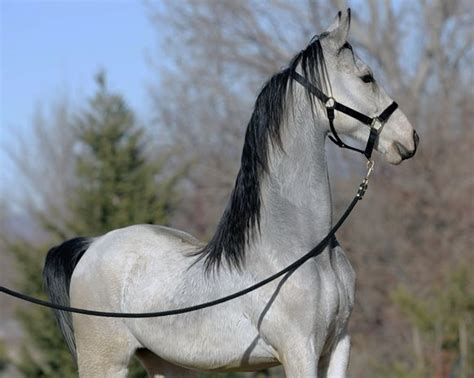 silver akhal teke...Love how you can see the lead line is slack, and he is naturally holding his ...