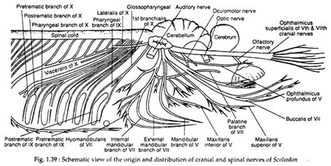 Nervous System of Scoliodon (With Diagram) | Zoology