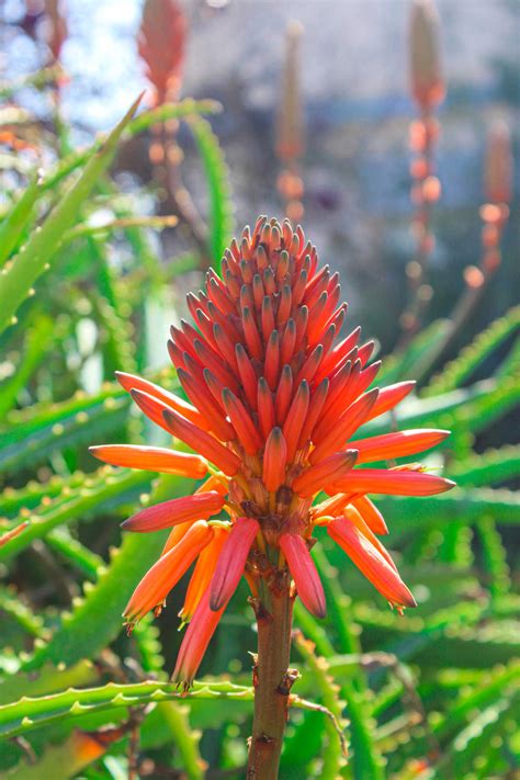 How To Get Aloe Vera To Bloom - Sunny Home Gardens