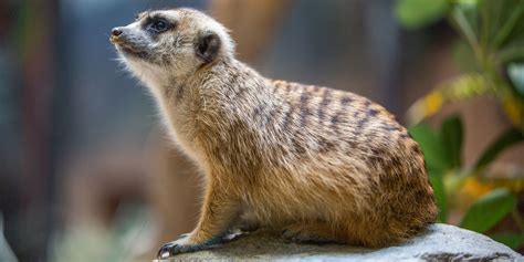 Meerkat | Smithsonian's National Zoo