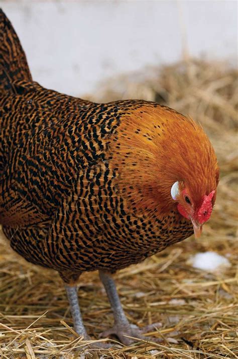 Heritage Breeds Can Be the Best Egg Laying Chickens | Laying chickens ...