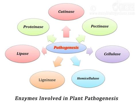 Role of Enzymes in Pathogenesis | EasyBiologyClass