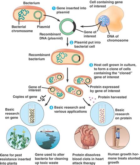 Genetic Engineering of Animal Cells - ABHIJIT DEBNATH