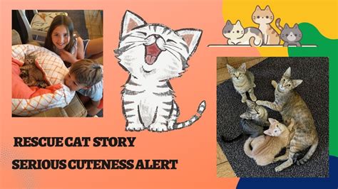 Rescue Cat Story | Serious cuteness alert - YouTube