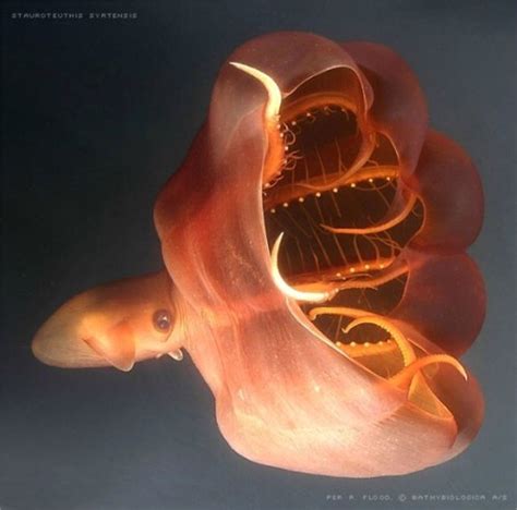 Vampire Squid (vampyroteuthis infernalis ) ~ A small deep-sea cephalopod found throughout the ...